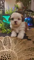 Tongue 👅 , a male Shih Tzu for sale in Sacramento, CA – 4 of 10