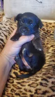 All black girl tcup long hair, a female Chihuahua for sale in Sacramento, CA – 4 of 10