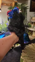 All black long hair chihuahua boy, a male Chihuahua for sale in Sacramento, CA – 8 of 10