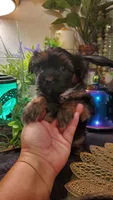 Black teddy bear face fluffy runt boy, a male Shih Tzu for sale in Sacramento, CA – 7 of 10