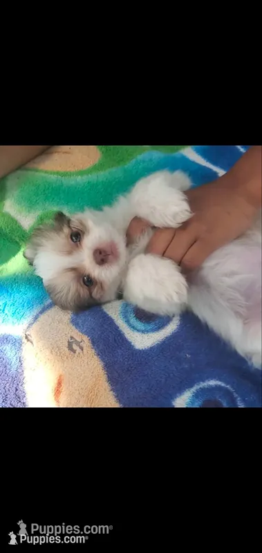 #5 beautiful eyes – Shih Tzu puppy for sale in Sacramento, CA