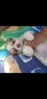 #5 beautiful eyes, a female Shih Tzu for sale in Sacramento, CA – 9 of 10