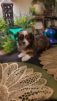 Red beautiful colored Boy Shitzu , a male Shih Tzu for sale in Sacramento, CA – 2 of 10