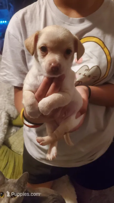 Little runt boy , a male Chihuahua for sale in Sacramento, CA – Photo 1 of 4
