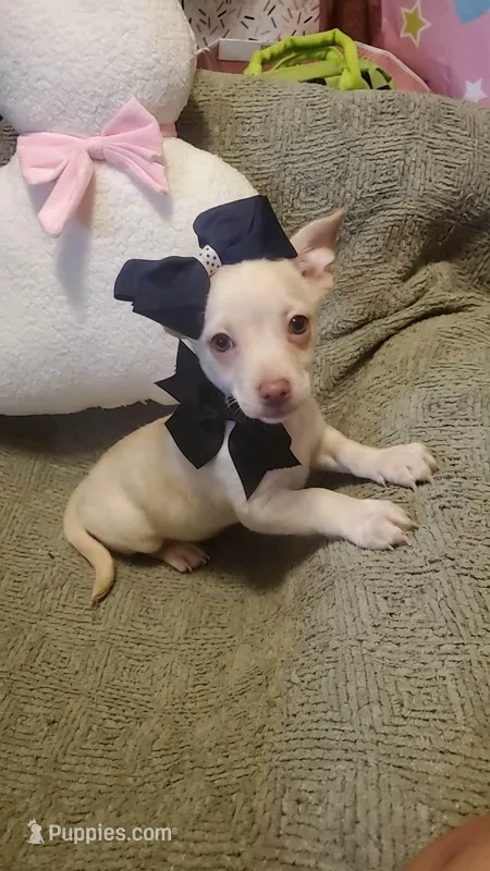 Little runt boy  – Chihuahua puppy for sale in Sacramento, CA