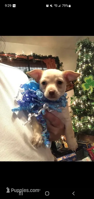 Little runt boy  – Chihuahua puppy for sale in Sacramento, CA