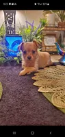 Baby tan girl , a female Chihuahua and Yorkshire Terrier for sale in Sacramento, CA – 6 of 10