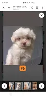 #6, a female Shih Tzu for sale in Sacramento, CA – 4 of 9