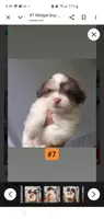  #7 Midget boy, a male Shih Tzu for sale in Sacramento, CA – 10 of 10