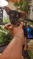 Yorkie t-cup boy micro mini, a male Yorkshire Terrier for sale in Sacramento, CA – 8 of 8