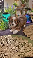 Beautiful Red Boy, a male Shih Tzu for sale in Sacramento, CA – 8 of 10