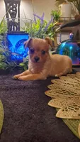 Girl tan baby, a female Chihuahua for sale in Sacramento, CA – 9 of 10