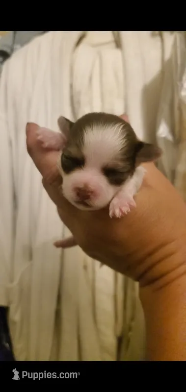 New shitzu baby alert  – Shih Tzu puppy for sale in Sacramento, CA