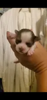 New shitzu baby alert , a female Shih Tzu for sale in Sacramento, CA – 1 of 5