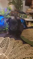 All black long hair chihuahua boy, a male Chihuahua for sale in Sacramento, CA – 6 of 10