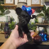 black girl tcup long hair chihuahua , a female Chihuahua for sale in Sacramento, CA – 5 of 10