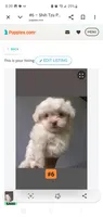 #6, a female Shih Tzu for sale in Sacramento, CA – 5 of 9