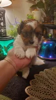 Milk cow boy, a male Shih Tzu for sale in Sacramento, CA – 3 of 10