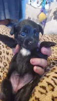 Black white chest girl tcup, a female Chihuahua for sale in Sacramento, CA – 8 of 10