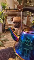 Baby tan girl cute face, a female Chihuahua for sale in Sacramento, CA – 9 of 10