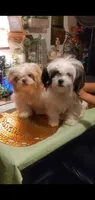 Cute face boy shih-tzu, a male Shih Tzu for sale in Sacramento, CA – 9 of 10