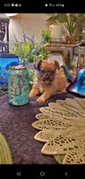 Tan boy , a male Chorkie for sale in Sacramento, CA – 3 of 8
