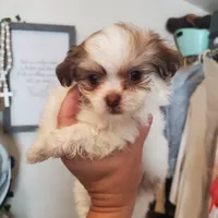 #5, a female Shih Tzu for sale in Sacramento, CA – 6 of 10