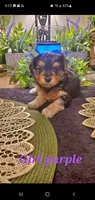 Yorkie girl fluffy, a female Yorkshire Terrier for sale in Sacramento, CA – 7 of 8