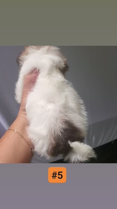 #5, a female Shih Tzu for sale in Sacramento, CA – 4 of 10