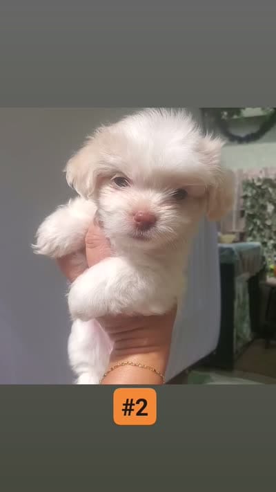 #2, a female Shih Tzu for sale in Sacramento, CA – 4 of 10