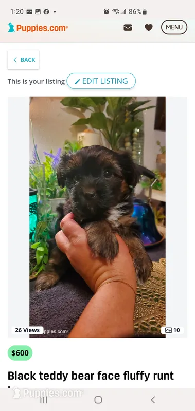 Meet and greet today come see me  – Shih Tzu puppy for sale in Sacramento, CA