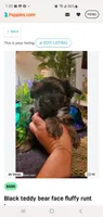 Meet and greet today come see me , a male Shih Tzu for sale in Sacramento, CA – 1 of 1
