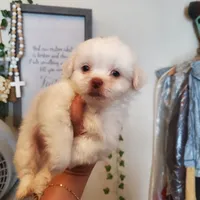 #3, a male Shih Tzu for sale in Sacramento, CA – 5 of 10