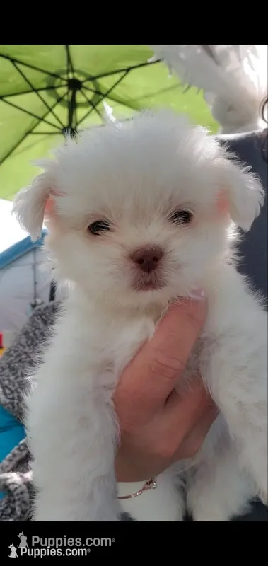 #4 little runt Boy – Shih Tzu puppy for sale in Sacramento, CA