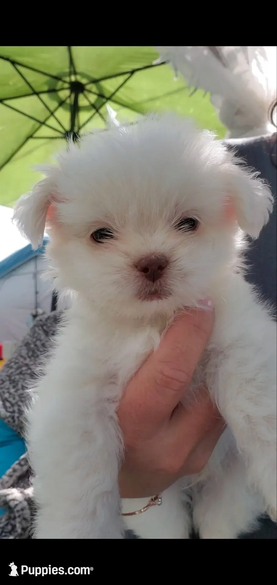 #4 little runt Boy, a male Shih Tzu for sale in Sacramento, CA – 1 of 9