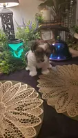Milk cow boy, a male Shih Tzu for sale in Sacramento, CA – 2 of 10