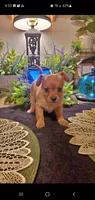 Baby tan girl , a female Chihuahua and Yorkshire Terrier for sale in Sacramento, CA – 3 of 10