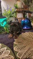 Black teddy bear face fluffy runt boy, a male Shih Tzu for sale in Sacramento, CA – 2 of 10