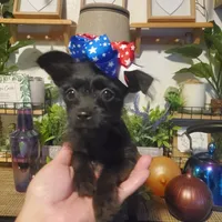 black girl tcup long hair chihuahua , a female Chihuahua for sale in Sacramento, CA – 6 of 10