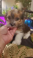 Cute face boy shih-tzu, a male Shih Tzu for sale in Sacramento, CA – 8 of 10