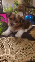 Cute face boy shih-tzu, a male Shih Tzu for sale in Sacramento, CA – 5 of 10