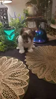 Milk cow boy, a male Shih Tzu for sale in Sacramento, CA – 7 of 10