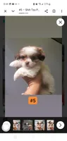 #5, a female Shih Tzu for sale in Sacramento, CA – 9 of 10