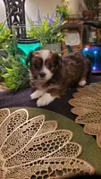 Red beautiful colored Boy Shitzu , a male Shih Tzu for sale in Sacramento, CA – 5 of 10
