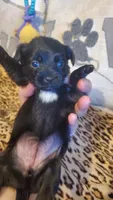 Black white chest girl tcup, a female Chihuahua for sale in Sacramento, CA – 3 of 10