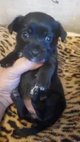All black girl tcup long hair, a female Chihuahua for sale in Sacramento, CA – 7 of 10