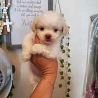 #2, a female Shih Tzu for sale in Sacramento, CA – 6 of 10