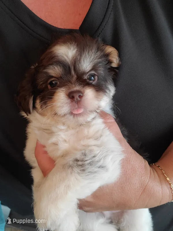 #1 – Shih Tzu puppy on hold in Sacramento, CA