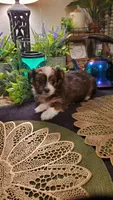 Red beautiful colored Boy Shitzu , a male Shih Tzu for sale in Sacramento, CA – 4 of 10