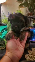 Black teddy bear face fluffy runt boy, a male Shih Tzu for sale in Sacramento, CA – 6 of 10